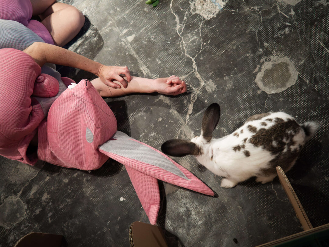 Rabbits (2023 – In process)